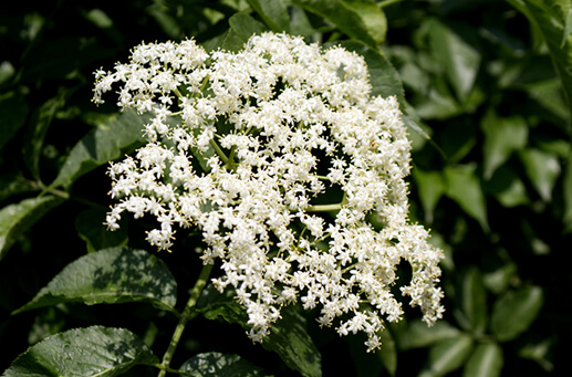 Valuable ingredient for cosmetics: Elderflower extract