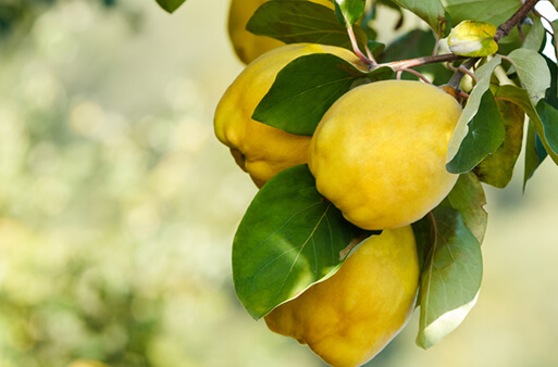 Facial care with the moisture of natural quince