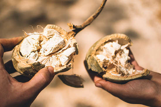 Baobab – Superfood and body care in one Baobab – Superfood and body care in one