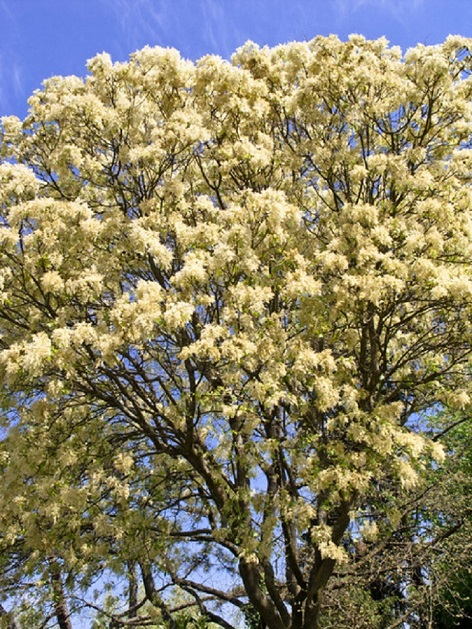 Esculin natürlich – ein glykosiliertes cumarin, gewonnen aus der Rinde der blühenden Manna-Esche