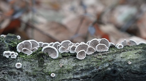 Schizophyllan Pulver - extrazelluläres Polysaccharid gewonnen aus dem Pilz Gemeiner Spaltblättling (Schizophyllum commune)