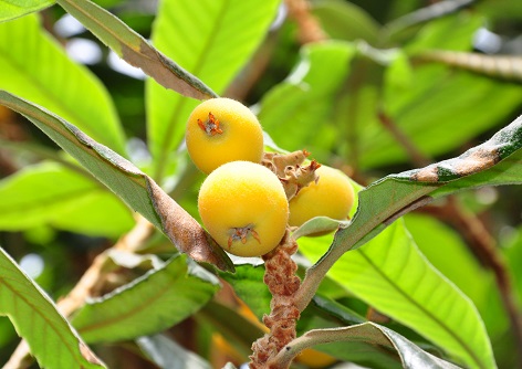 Ursolsäure Na-Salz natürlich- extrahiert aus den Blättern von Eriobotrya japonica und Olea Europaea - der Anti-Aging-Wirkstoff!