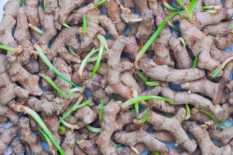 Turmeric (Kurkuma) Öl (CO2)- extrahiert aus Curcuma longa-Wurzeln (Zingiberaceae-Familie von Ingwerpflanzen) Turmeric (Kurkuma) Öl (CO2) - extrahiert aus Curcuma longa-Wurzeln (Zingiberaceae-Familie von Ingwerpflanzen)