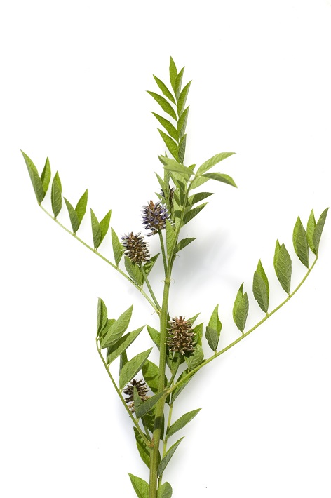 Dikaliumglycyrrhizinat - pentacyclische Triterpensäure, gewonnen aus der Süßholzwurzel, (Kalium-Salz) Dikaliumglycyrrhizinat - pentacyclische Triterpensäure, gewonnen aus der Süßholzwurzel, (Kalium-Salz)