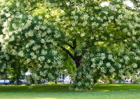 Rutin - Bioflavonoid gewonnen aus den Blüten der Sophora japonica