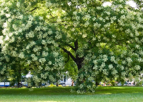 Rutin - Bioflavonoid gewonnen aus den Blüten der Sophora japonica Rutin - Bioflavonoid gewonnen aus den Blüten der Sophora japonica