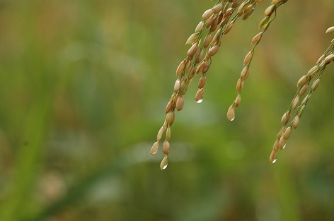 ViaPure® Rice - Hochkonzentrierter Reiskleie-Extrakt (Phytinsäure)