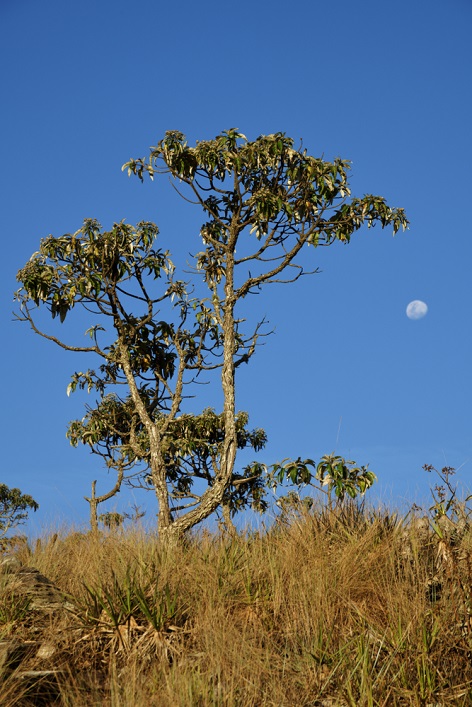 alpha-Bisabolol organic - obtained from the wood of the South American Candeia tree