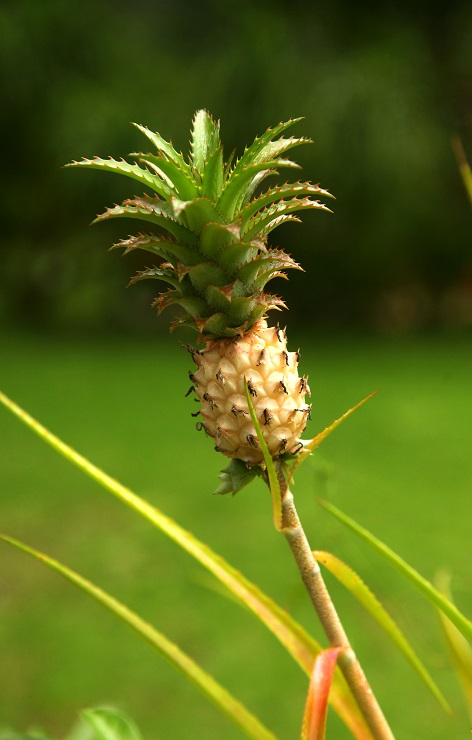 Bromelain (600) - ein entzündungshemmender Wirkstoff der biotechnologisch aus Ananasstämmen gewonnen wird