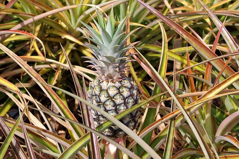 Bromelain (100) - ein entzündungshemmender Wirkstoff der biotechnologisch aus Ananasstämmen gewonnen wird