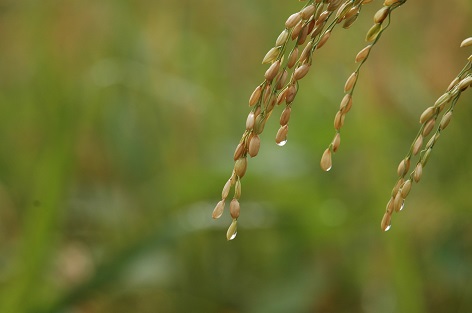 Ethylferulat natürlich – Ester einer aus Reis gewonnenen natürlichen Ferulasäure / EcoCert