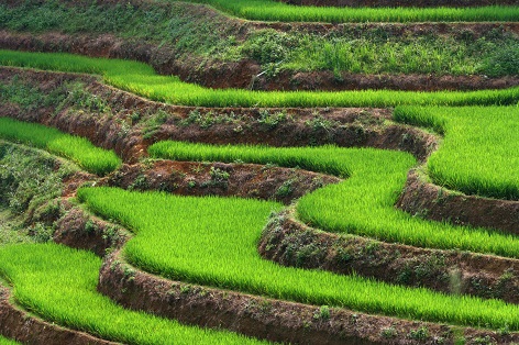 Ethyl Ferulate COS – Ester of a natural ferulic acid obtained from rice / COSMOS Ethyl Ferulate COS – Ester of a natural ferulic acid obtained from rice / COSMOS