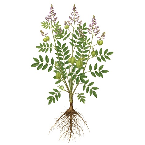 Licochalcone A 20 – Hochwirksamer Pflanzenwirkstoff für klare, strahlende Haut