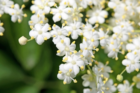 Holunderblüten-Extrakt natürlich - Entzündungshemmender, durchblutungsfördernder Wirkstoff für hochwertige Kosmetika