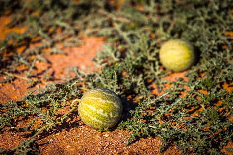 Kalahari Melonenkernöl (Elula) raffiniert – Reichhaltige Tiefenpflege!
