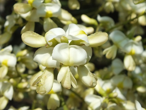 Troxerutin, naturally occurring flavonol extracted from Sophora japonica buds