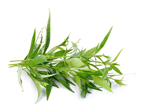 ViaPure® Andrographis - Plant extract from the leaves of Andrographis paniculata (95% Andrographolide)