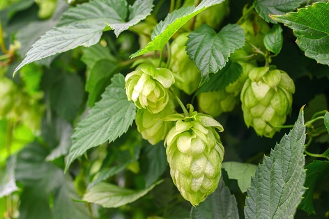 ViaPure® Hops - Pflanzenextrakt gewonnen aus den Deckblättern (Zapfen) des Hopfen (Humulus Lupulus) ViaPure® Hops - Pflanzenextrakt gewonnen aus den Deckblättern (Zapfen) des Hopfen (Humulus Lupulus)