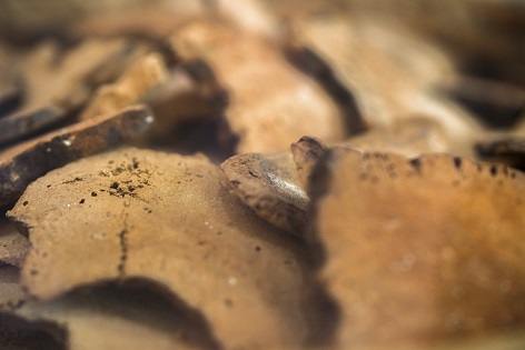 ViaPure® Poria - Pflanzenextrakt aus Sklerotium des Pilzes Poria Cocos ViaPure® Poria - Pflanzenextrakt aus Sklerotium des Pilzes Poria Cocos