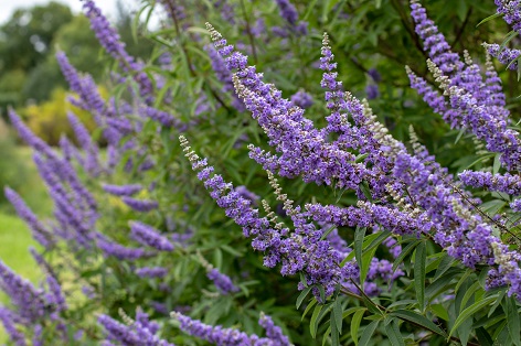 EXO EVin VITEX – Chaste Tree Exosome Wirkstoff – Beruhigende Anti-Aging Technologie